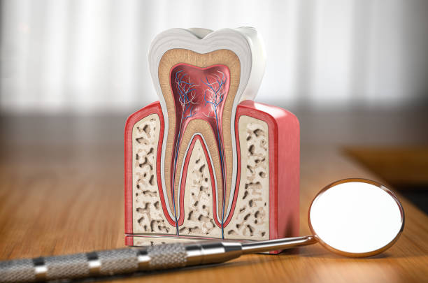 endodontia2